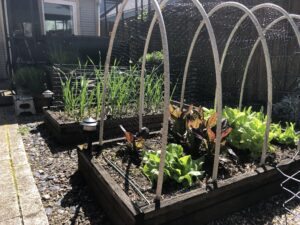 Raised Garden Beds