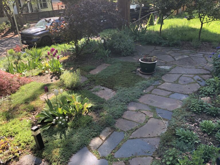 Front Yard Ground Cover around flagstone