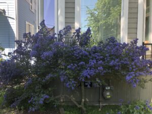 California Lilac - Urban Oasis Front Yard