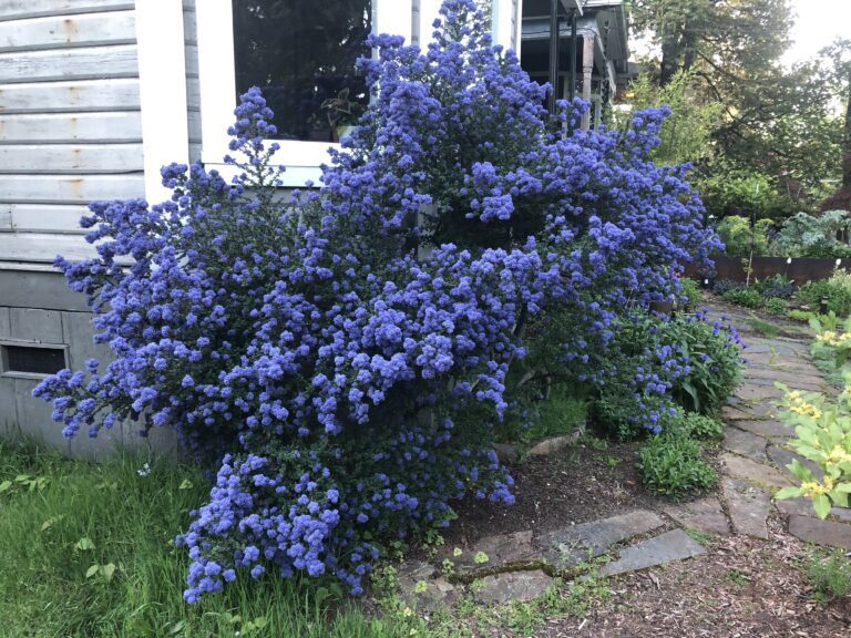 California Lilac Dark Star